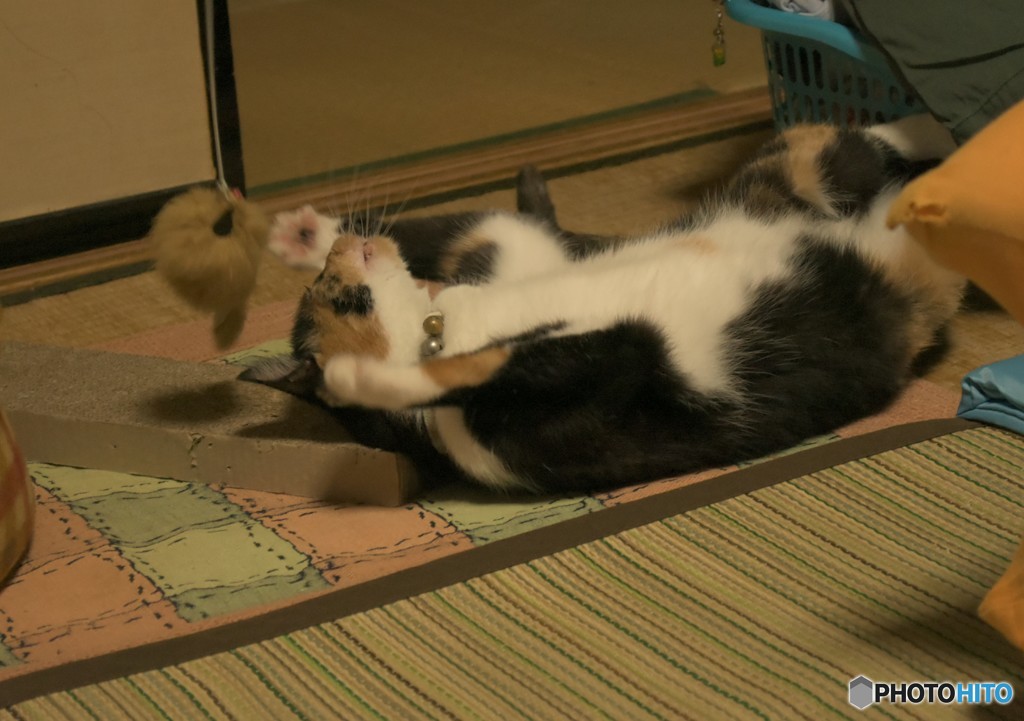 ミーコ活劇  その３
