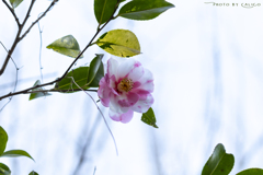 初冬の開花