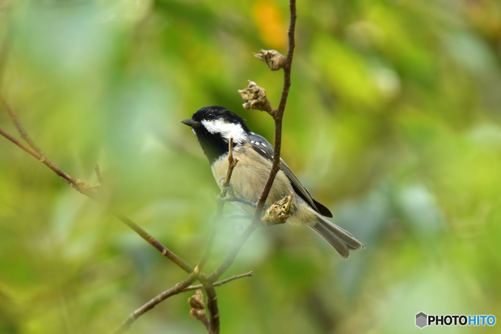ちっちゃくても元気いっぱい