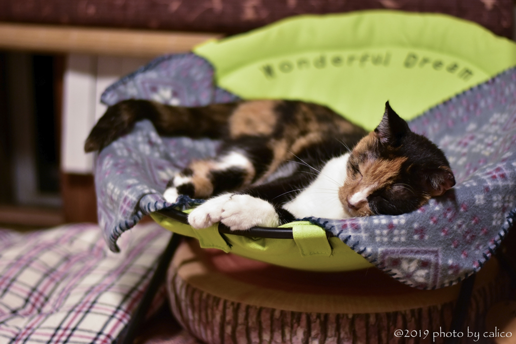 お先におやすみニャ