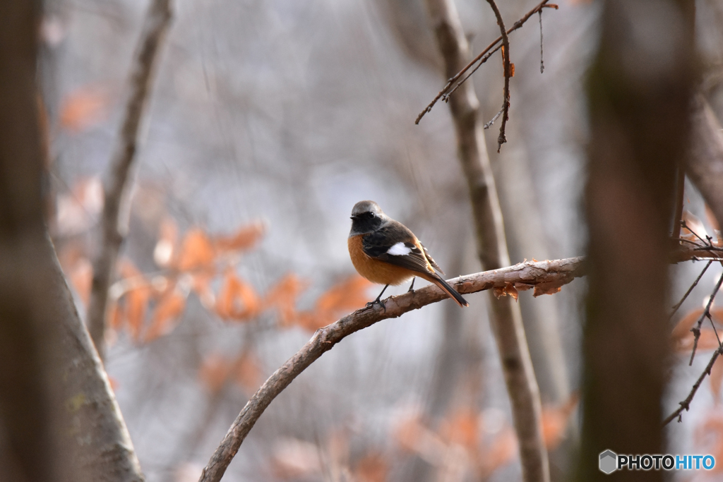 冬木立に佇むジョウビタキ