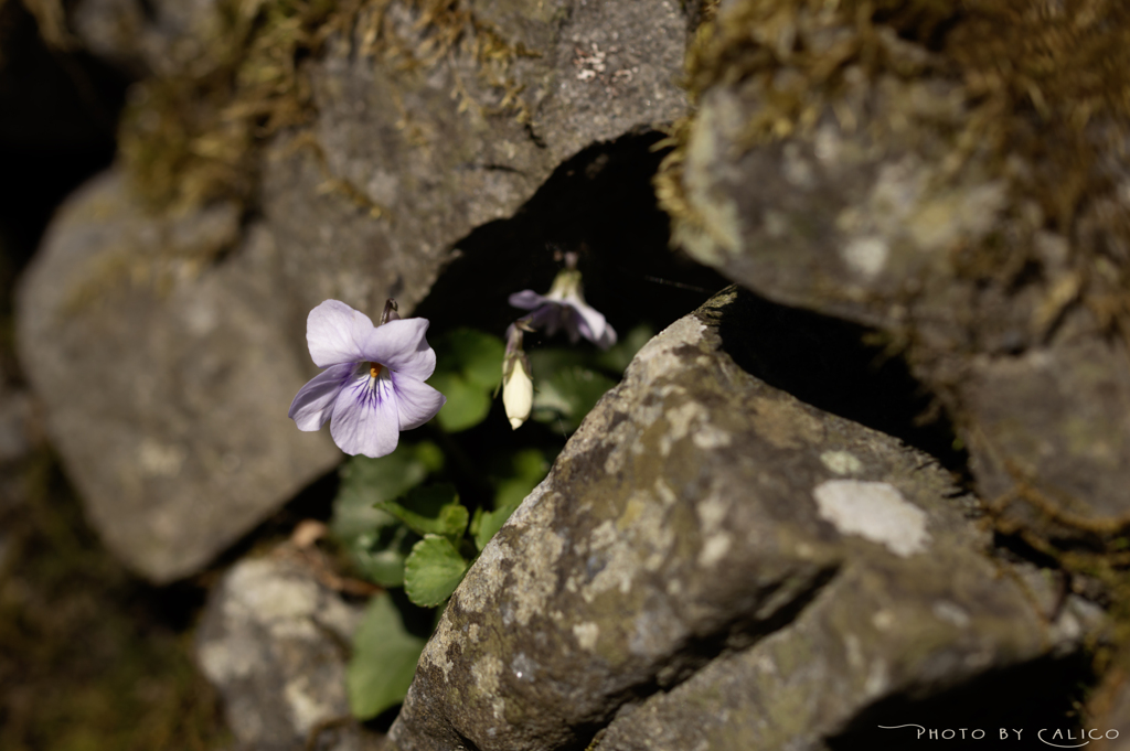 spring violet