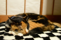 モフモフが好き