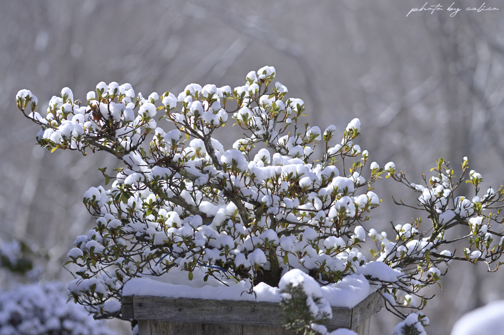 雪化粧するサツキ