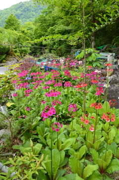 九輪草のお花畑 Ⅱ