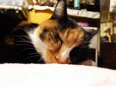 寝ますよ～ムニャムニャzzz