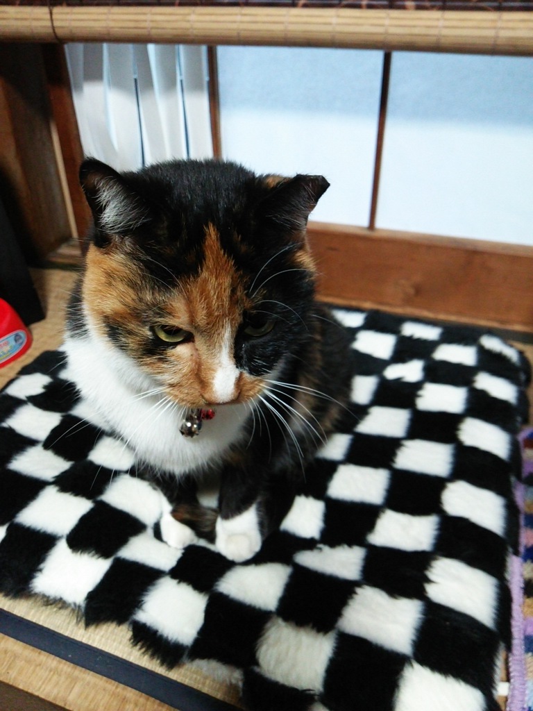 おはよう、ミーコ