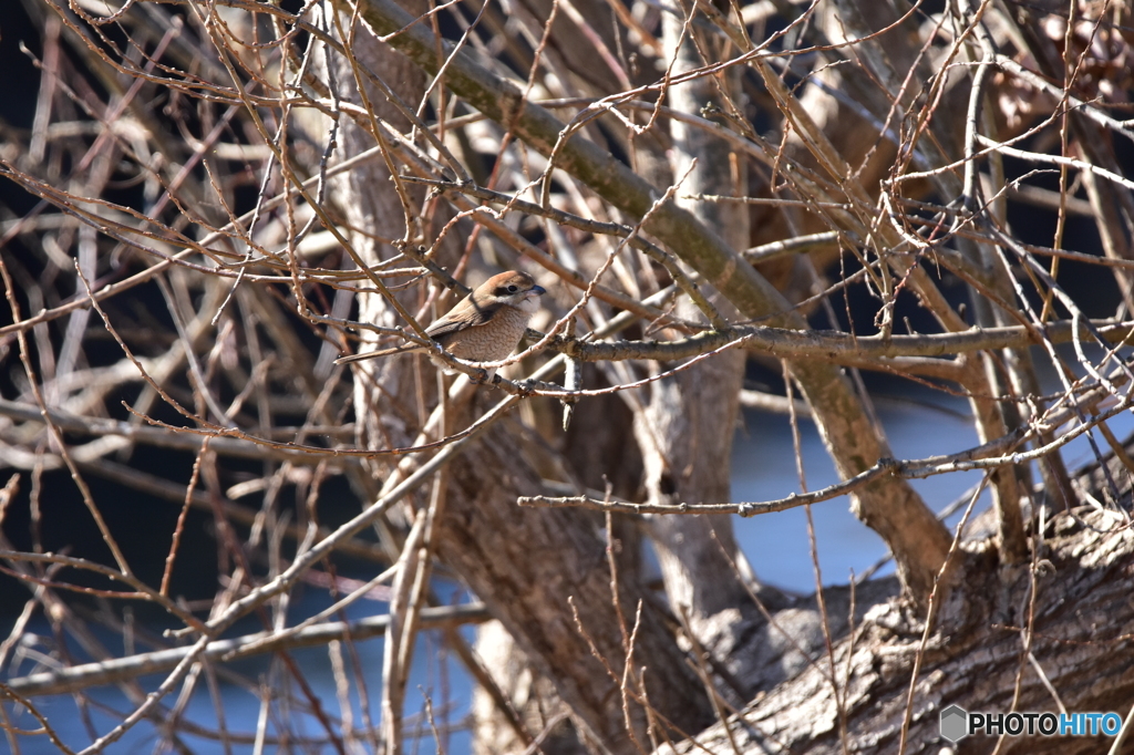 鳴き真似をするモズ