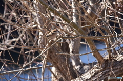 鳴き真似をするモズ