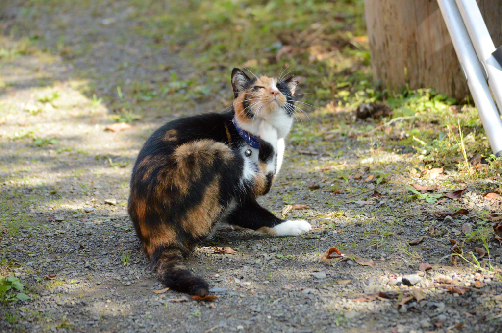 三毛猫ミーコ