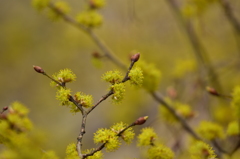 早春を告げる花