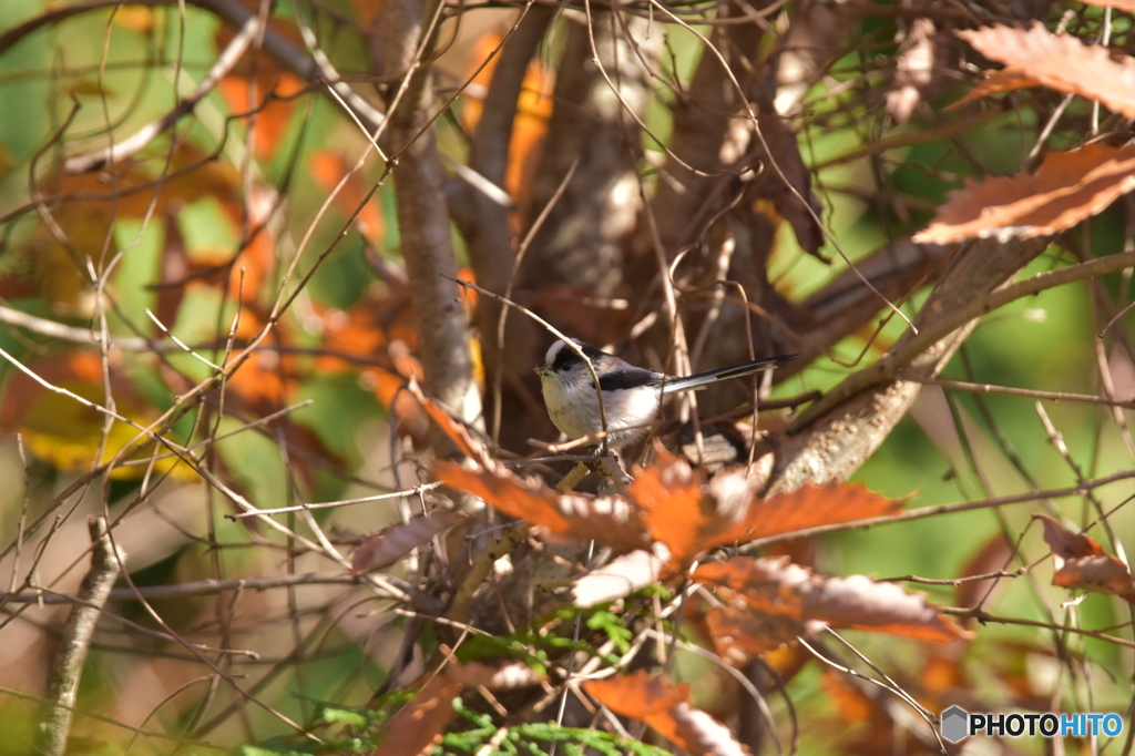食事中のエナガ