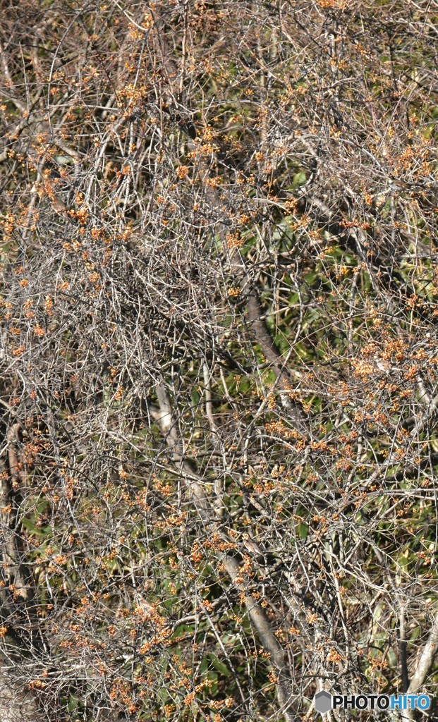 ツグミを探せ♪