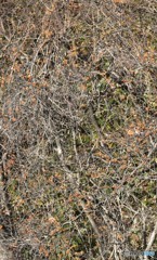 ツグミを探せ♪ ツグミを探せ♪