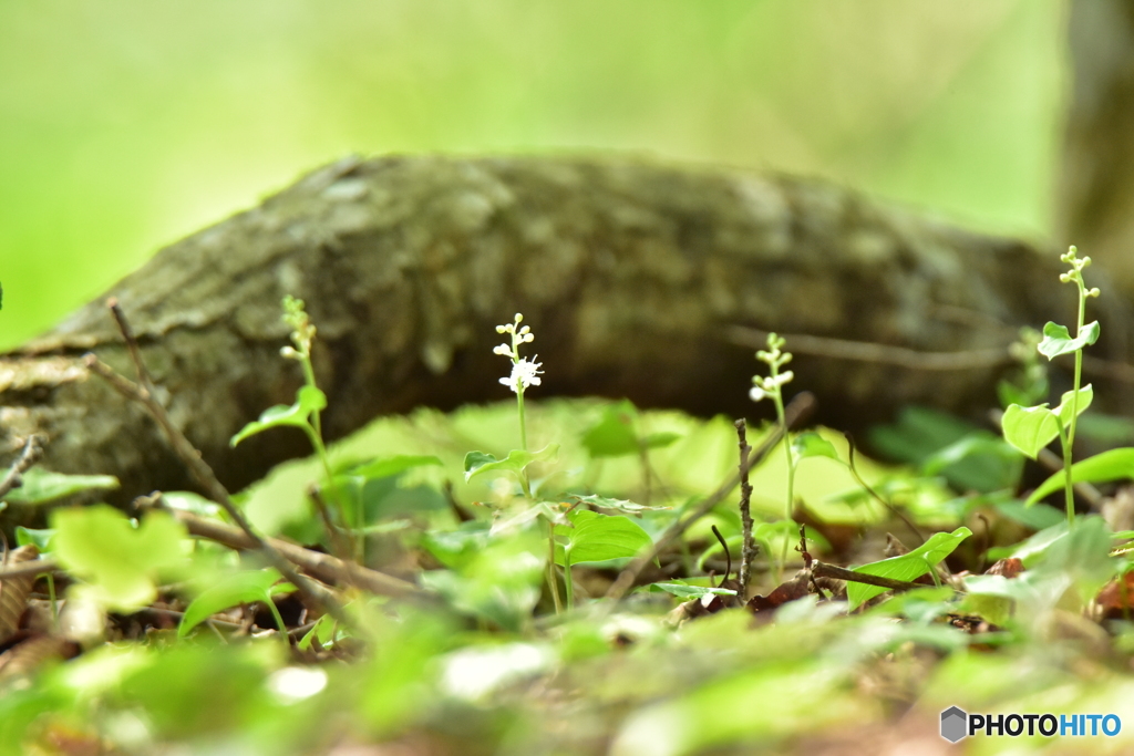 清純な少女の面影 