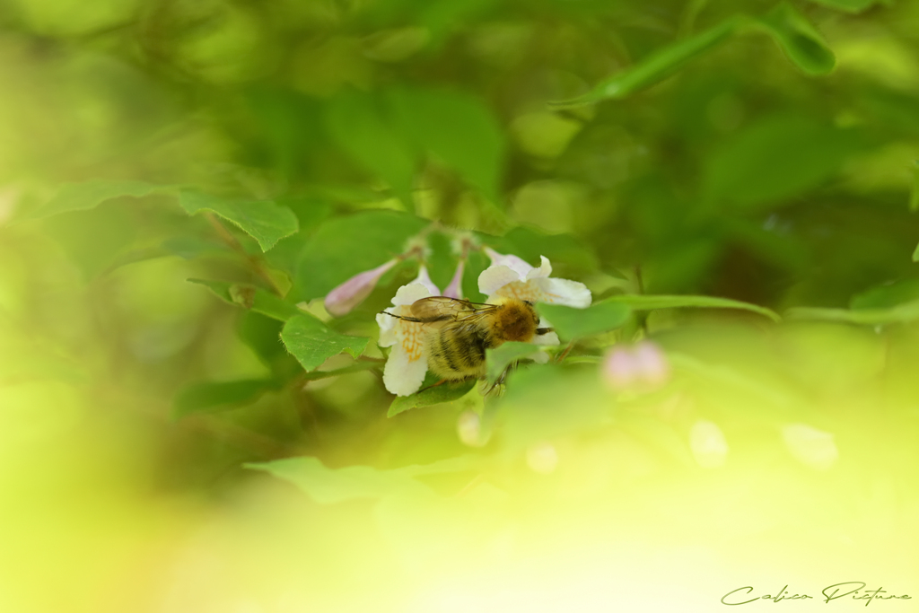 久しぶりの開花に来客