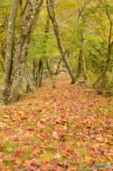 秋の小径