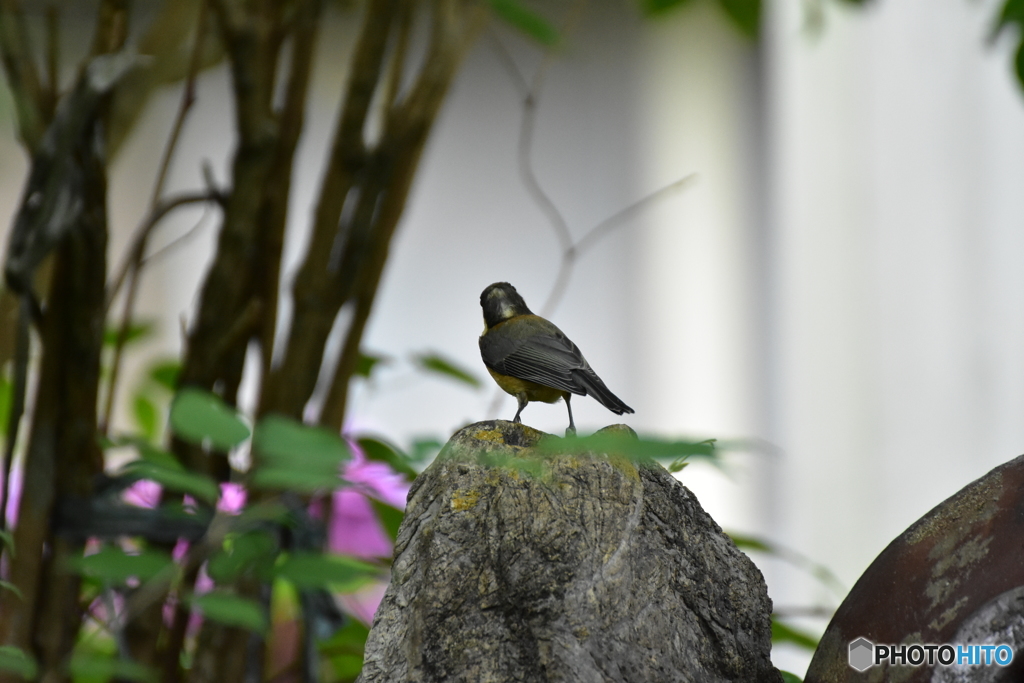 庭に来るヤマガラ ①