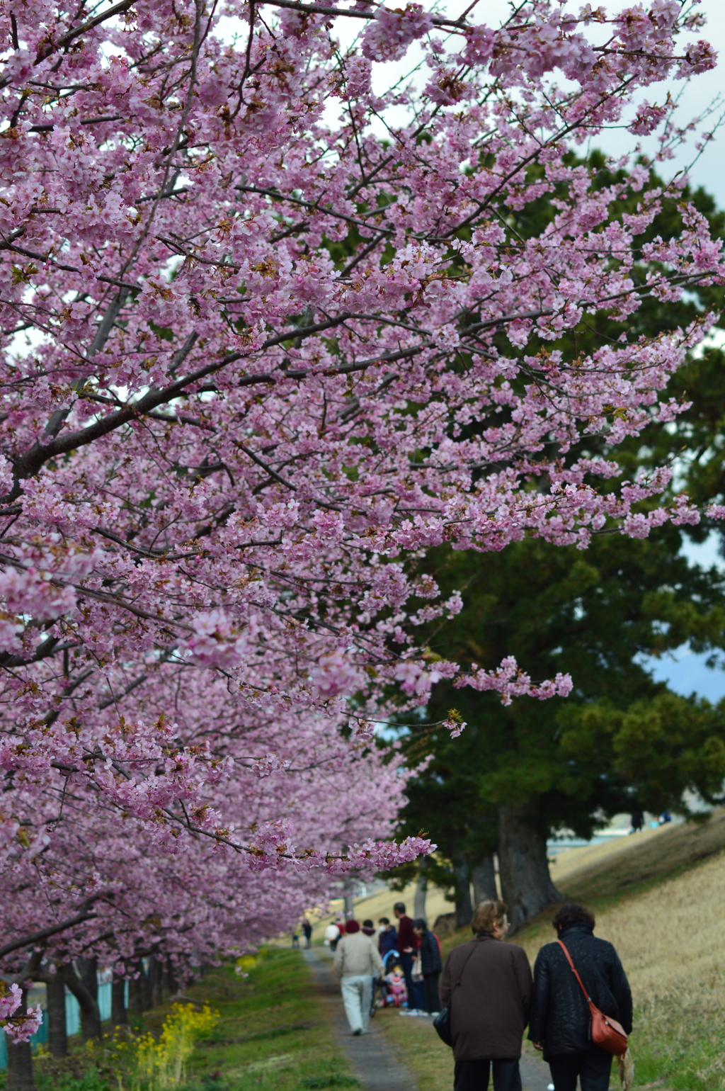 美和桜