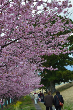 美和桜
