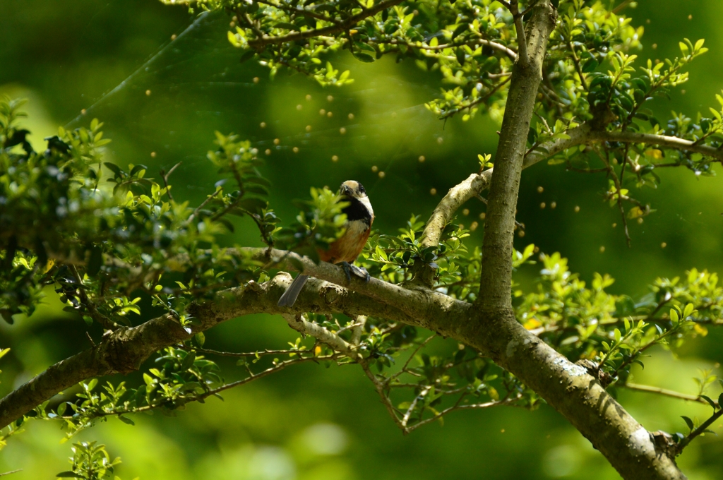つかの間の食事