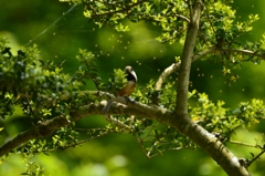 つかの間の食事