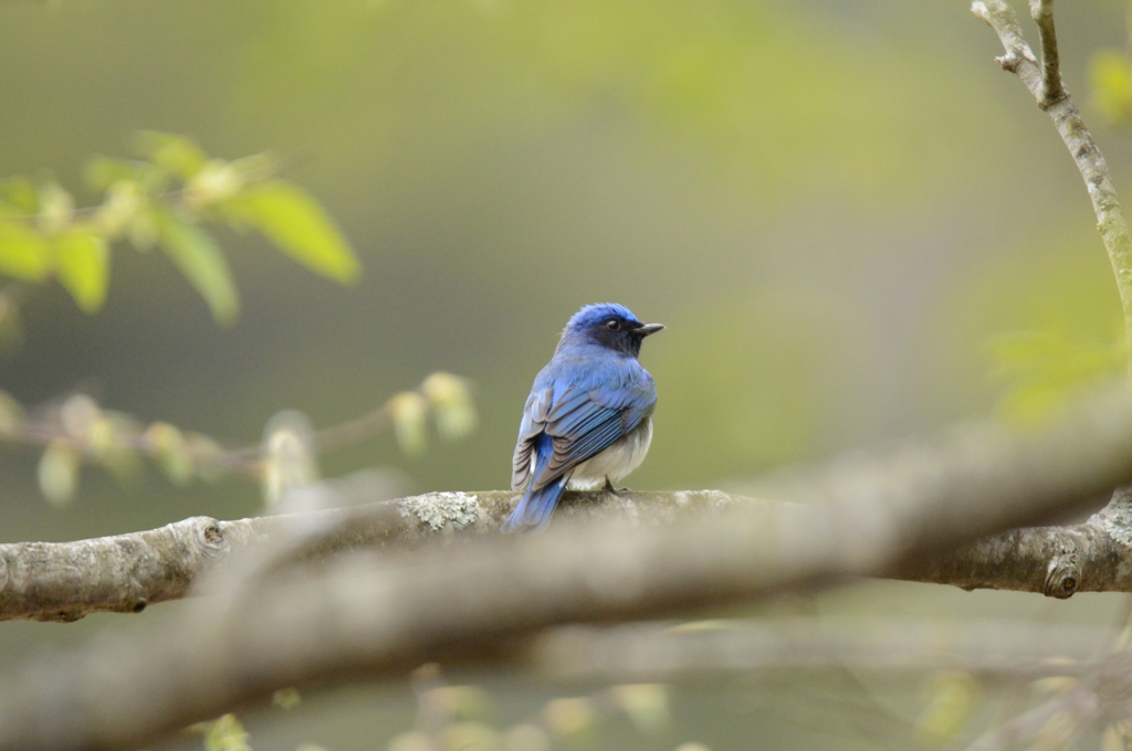 僕の背中をしっかり見てね！
