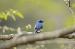 僕の背中をしっかり見てね！