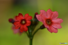 花色模様 Ⅰ