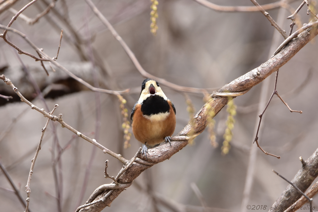 ヤマガラ 歌います