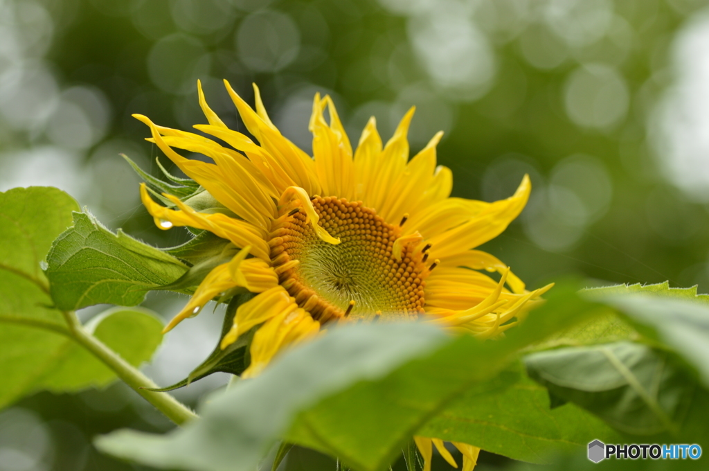 夏を待ちわびて