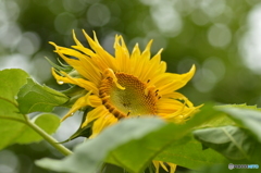 夏を待ちわびて