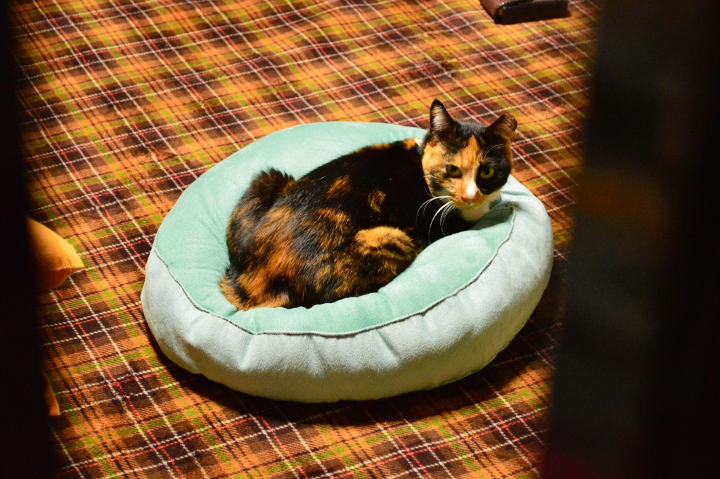 占領する猫