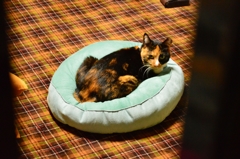 占領する猫