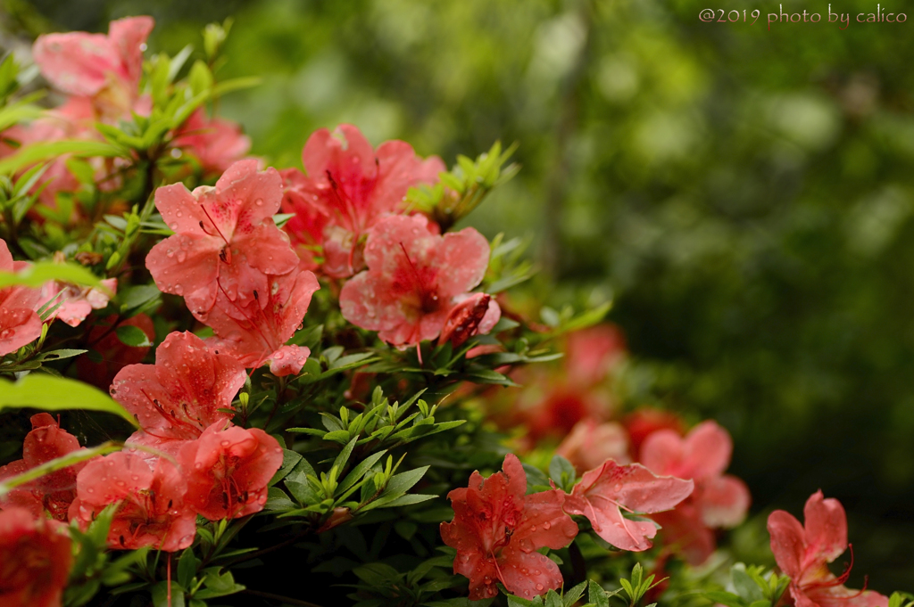 初夏の彩り