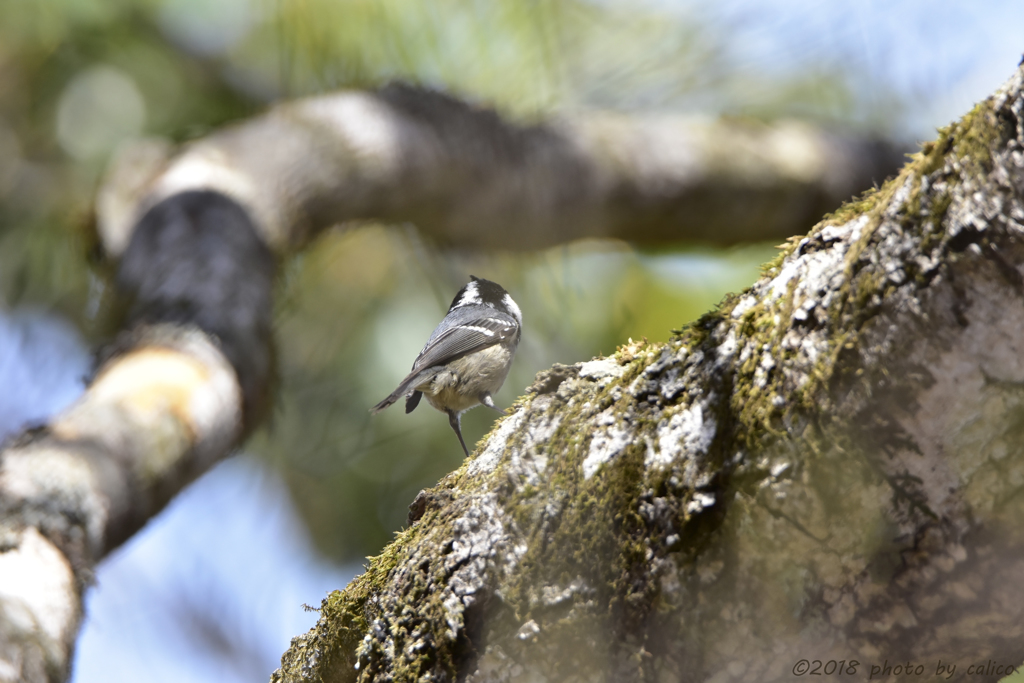 マイホームを探して