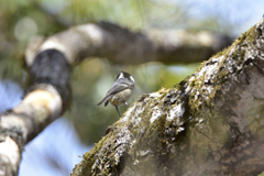 マイホームを探して