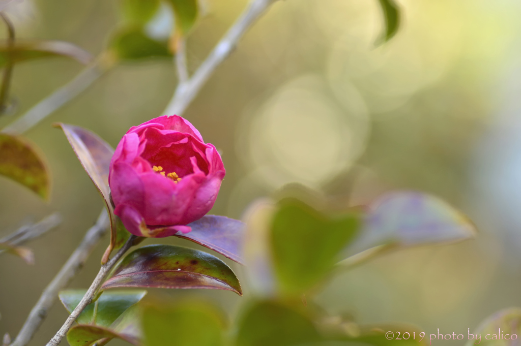 返り咲く山茶花