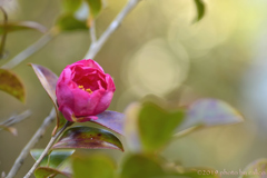 返り咲く山茶花