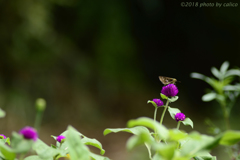 花と蝶と