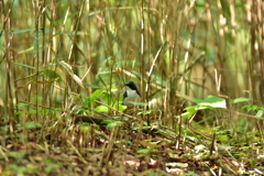 藪の中は安全だね