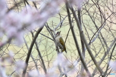 桜の花が綺麗だなぁ