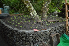 山葵田お花畑計画 