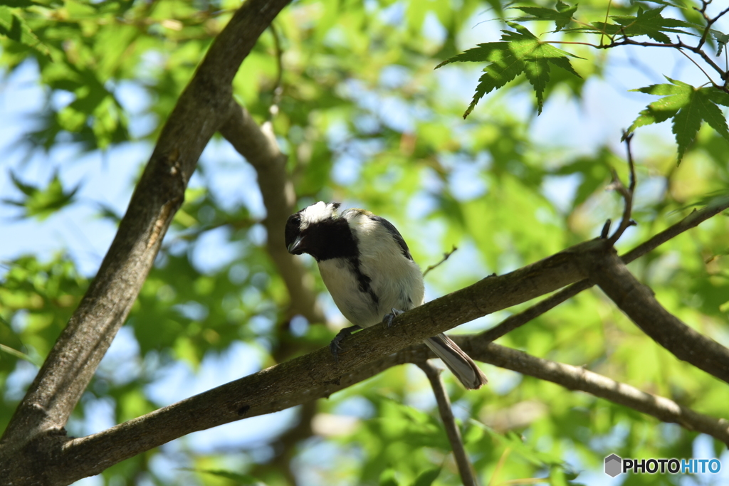 シジュウカラのストレッチ～その１～