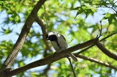 シジュウカラのストレッチ~その1~ シジュウカラのストレッチ~その1~