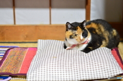 気にならないニャ