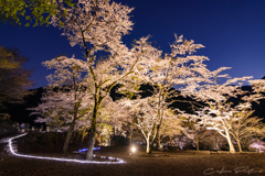 里山の夜桜 Ⅰ