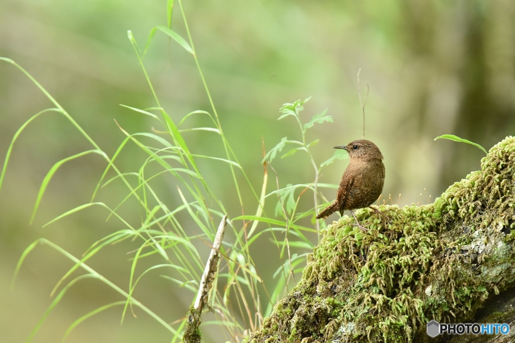 鳥の王様