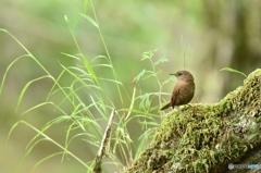 鳥の王様