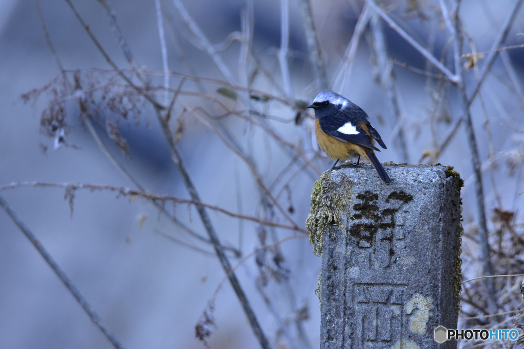 旅するジョウビタキ